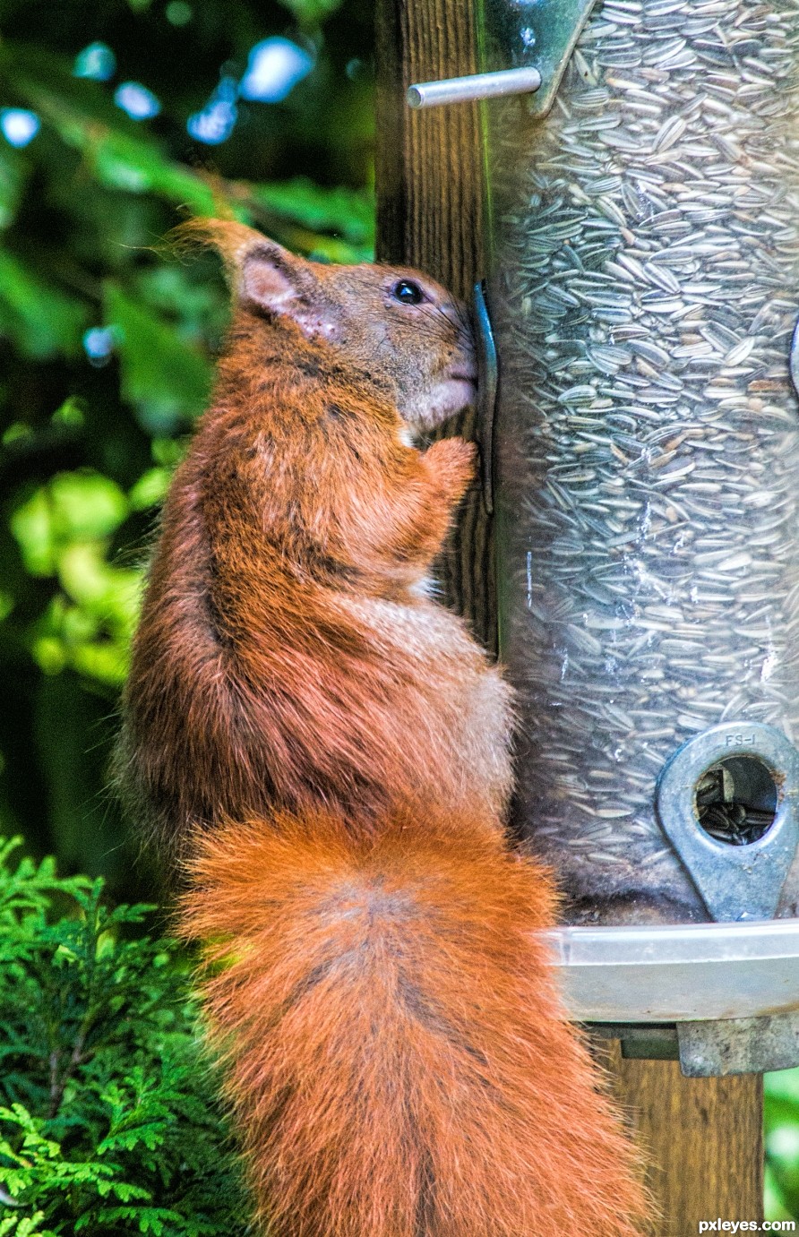 Red Squirrel 