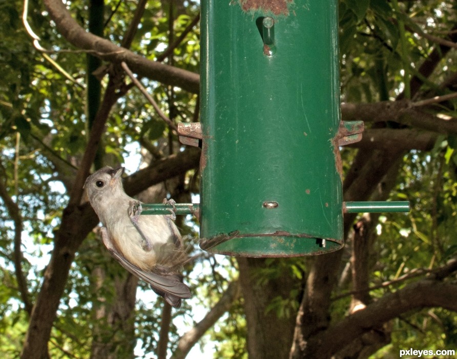 Hanging between meals