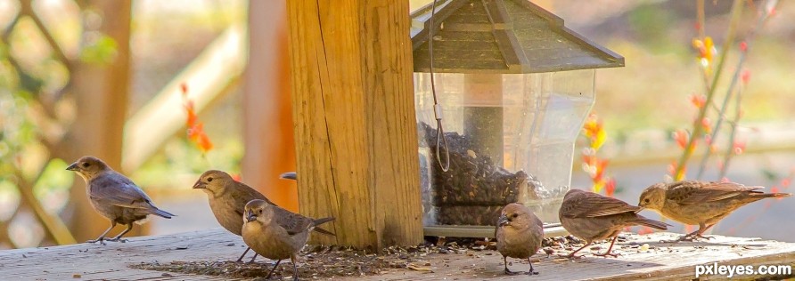 female brown headed cowbirds gathering