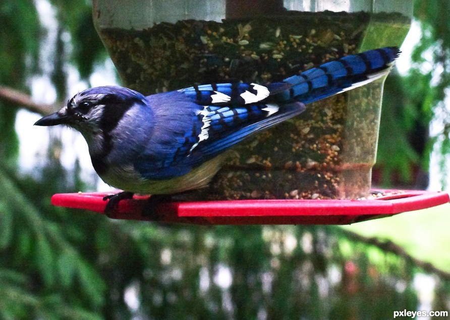 Blue Jay