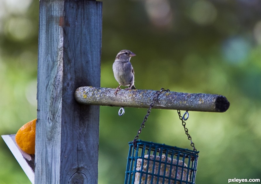 1 bird standing gaurd