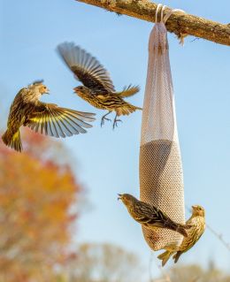 fighting over food at niger sock