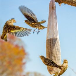 fighting over food at niger sock Picture