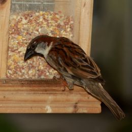 HouseSparrow