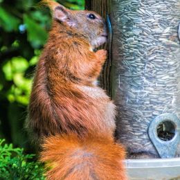 RedSquirrel