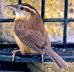 Carolina wren (house Wren) munching away