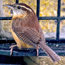 CarolinawrenhouseWrenmunchingaway