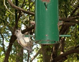 Hanging between meals