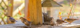 female brown headed cowbirds gathering