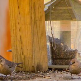 femalebrownheadedcowbirdsgathering