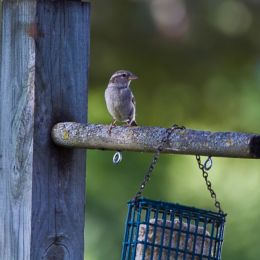 1birdstandinggaurd