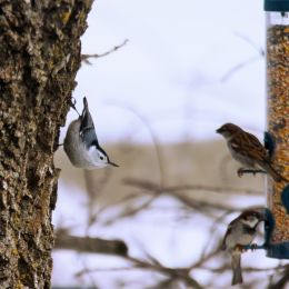 NutHatchattackmode