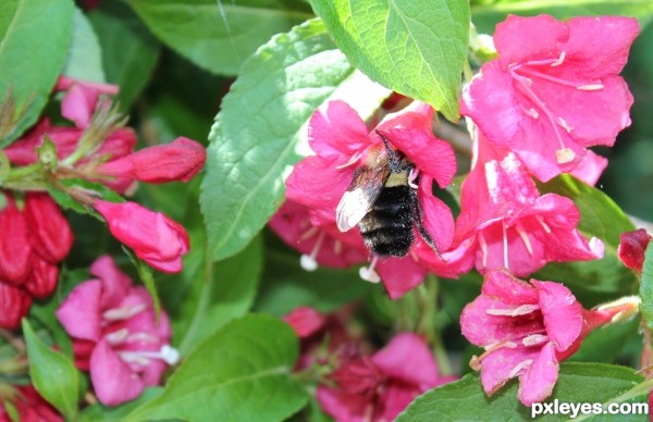 Big Bee Little Flower