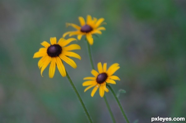 Black-Eyes Susans