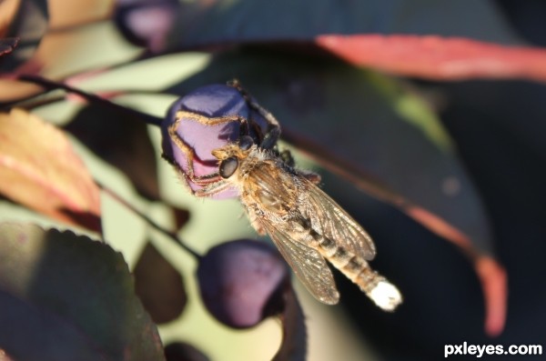 Dragon Fly at Rest