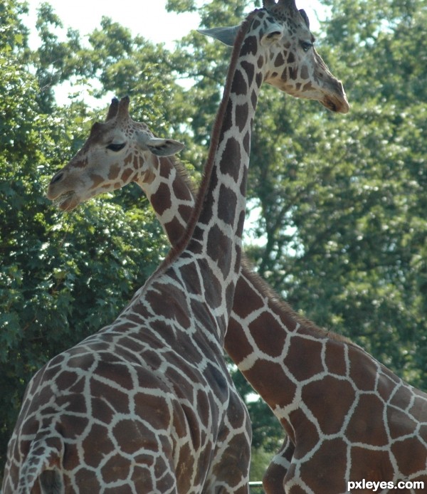 Giraffes