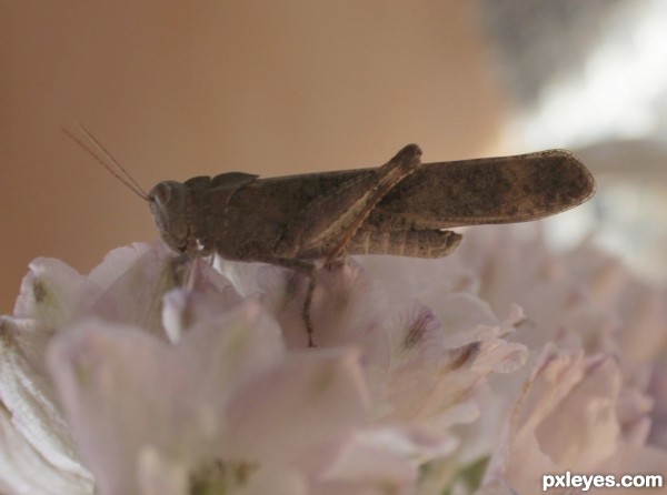 Grasshopper Looking at Camera