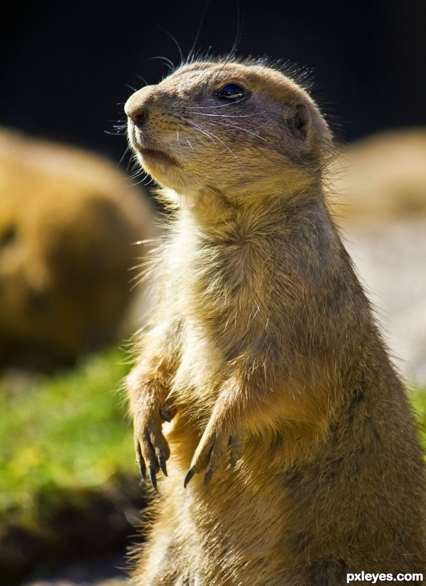 Prairie Doggy