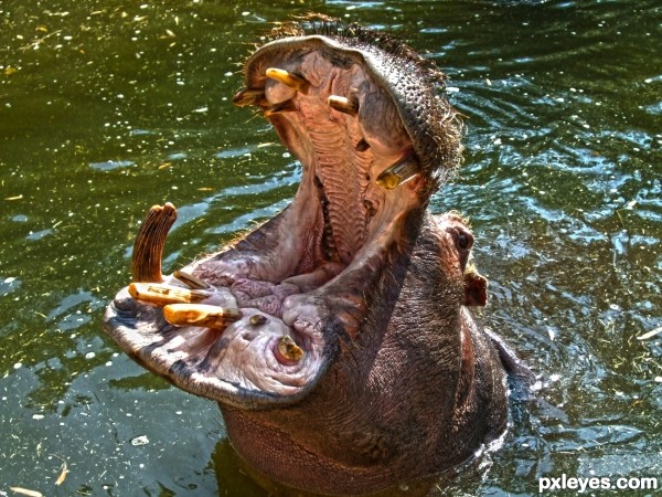 Hungry Hippo