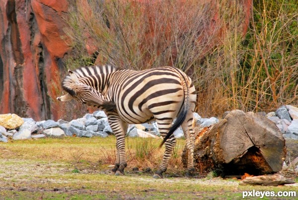 Natural Stripes