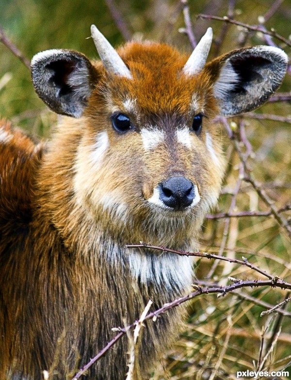 Sitatunga Deer