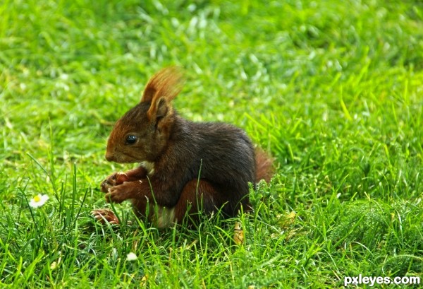 Squirrel and Nut