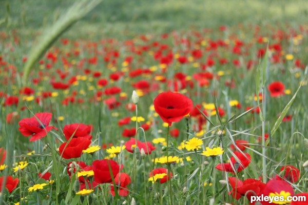 Wildflowers