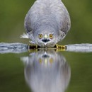 wild photography contest