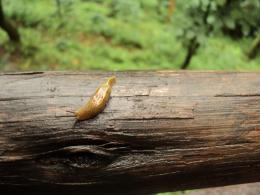 A slug