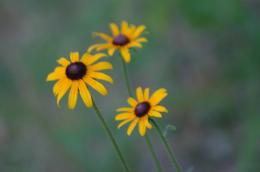 Black-Eyes Susans