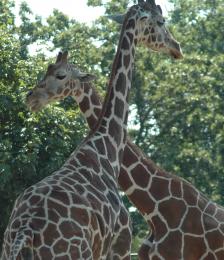 Giraffes