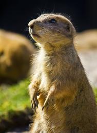 Prairie Doggy