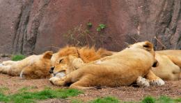 KittyDreams