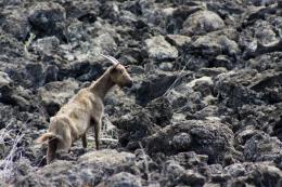 Lava Goat