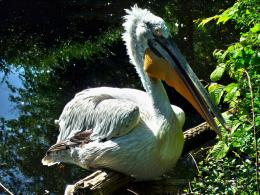 Pelican