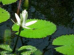 Water Lily