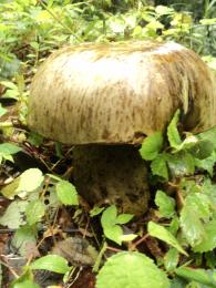 Wild mushroom