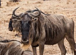 Wildebeest