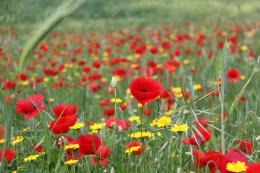 Wildflowers