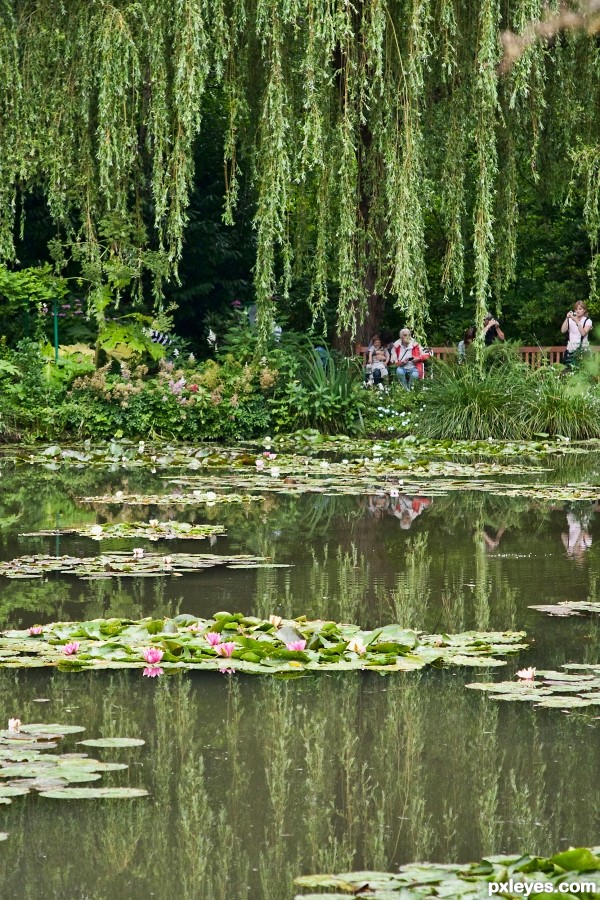 Lily pond