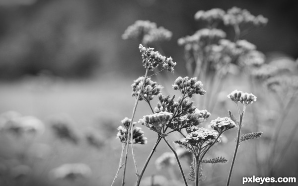 Nature in the Wind