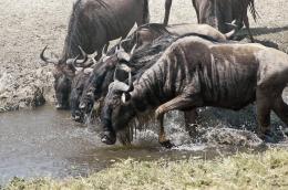 At the water hole.