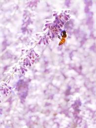 Lavender Bokeh