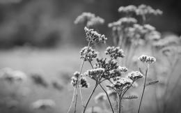 Nature in the Wind