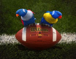 Super Bowl Birds