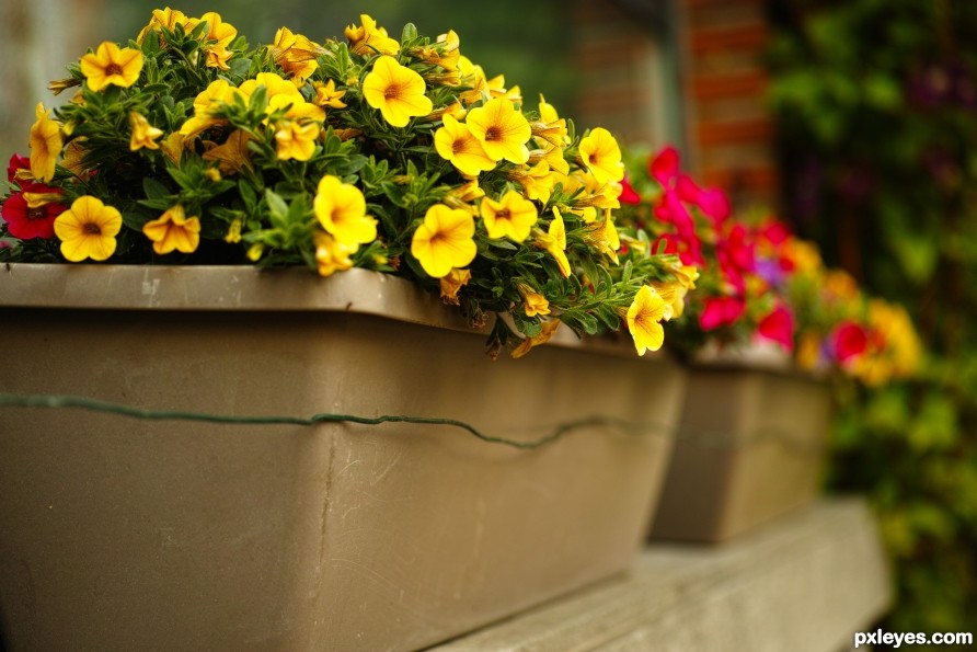 Beauty in a flowerbox