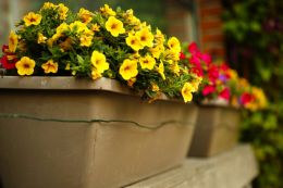 Beauty in a flowerbox