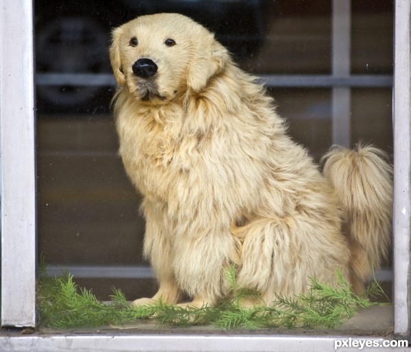 Doggie in the window