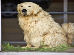 Doggie in the window