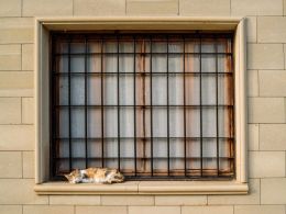 cat window